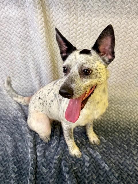 Enlarge Coco, a ADOPTABLE Australian Cattle Dog / Blue Heeler in Comfort, TX image 5/5