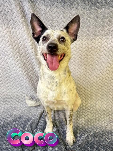 Coco, ADOPTABLE, Young Female Australian Cattle Dog / Blue Heeler.