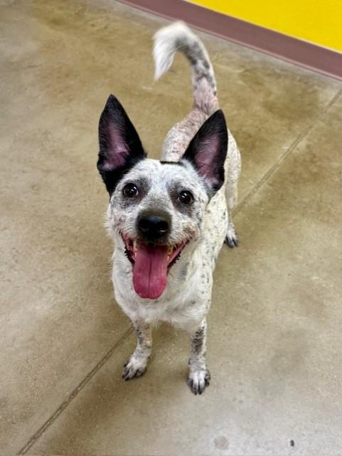 Enlarge Coco, a ADOPTABLE Australian Cattle Dog / Blue Heeler in Comfort, TX image 2/5