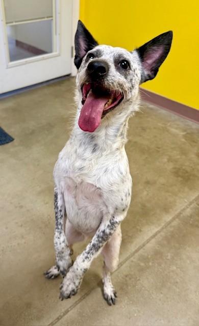 Enlarge Coco, a ADOPTABLE Australian Cattle Dog / Blue Heeler in Comfort, TX image 3/5