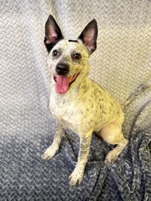 Enlarge Coco, a ADOPTABLE Australian Cattle Dog / Blue Heeler in Comfort, TX image 4/5