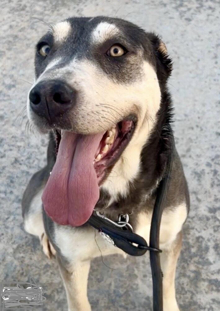 April, Adoptable, Young Female Husky & German Shepherd Dog.