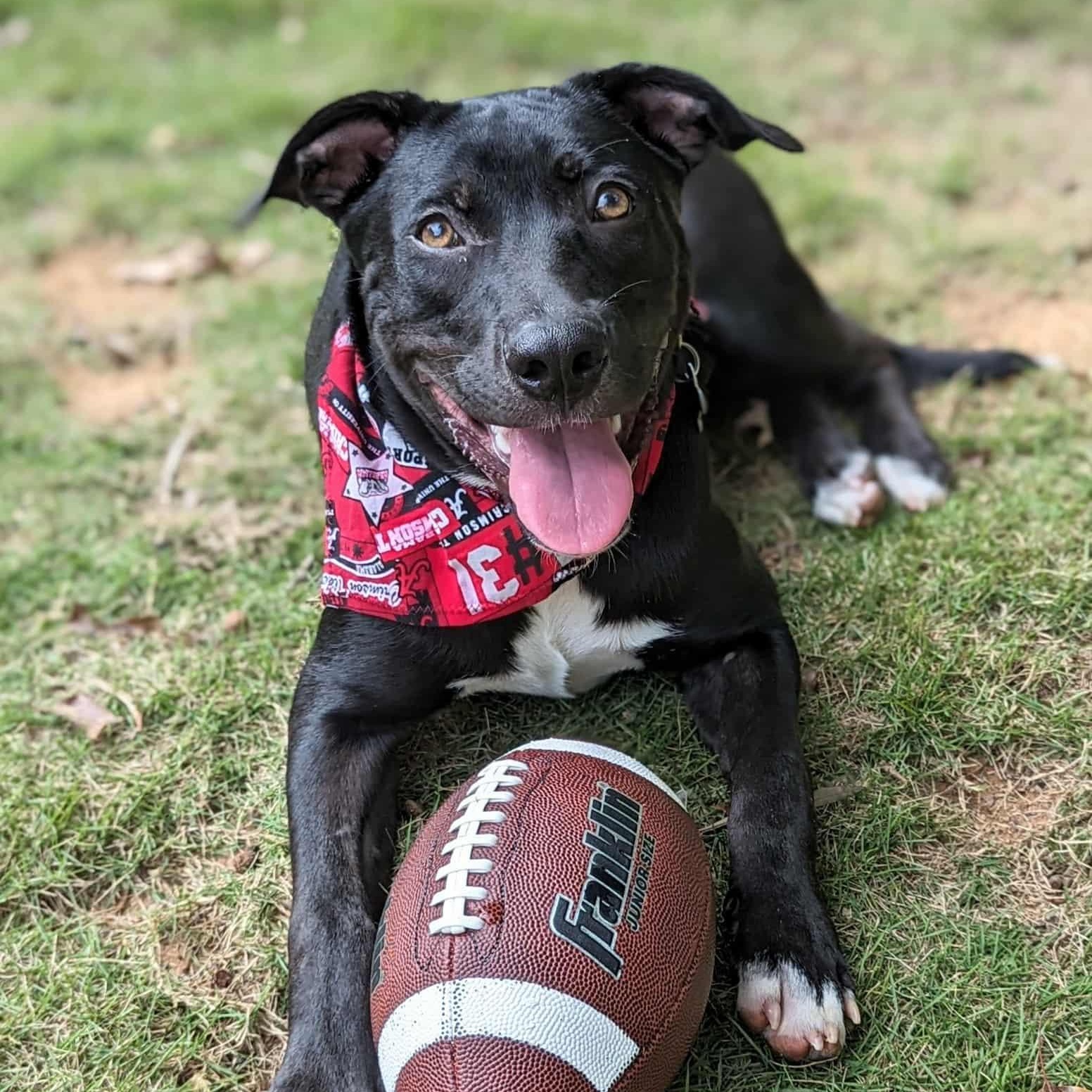Enlarge Dopey, a Adoptable mixed breed in Helena, AL image 6/6