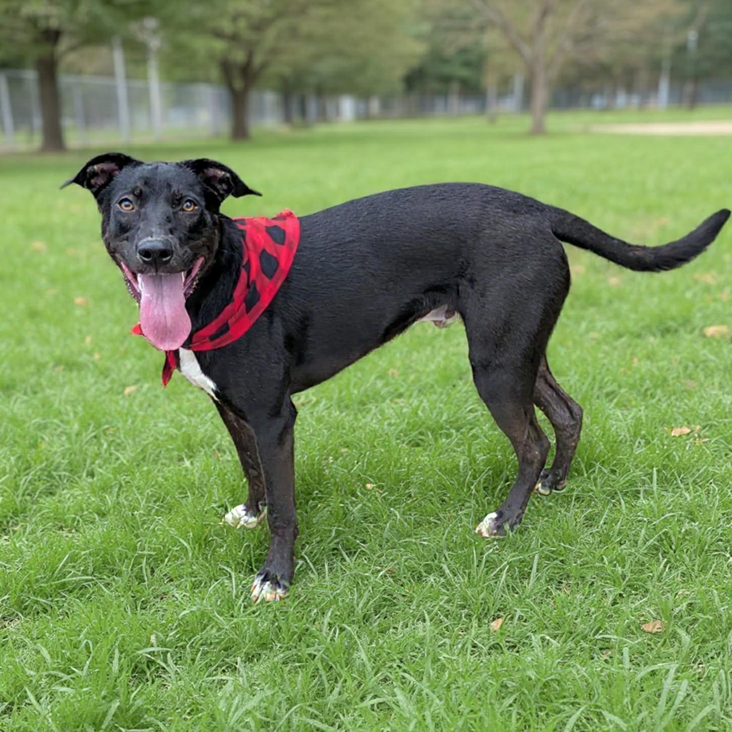 Enlarge Dopey, a Adoptable mixed breed in Helena, AL image 3/6