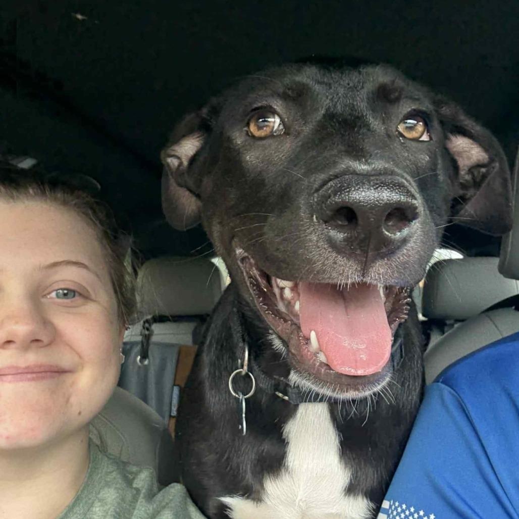 Enlarge Dopey, a Adoptable mixed breed in Helena, AL image 5/6