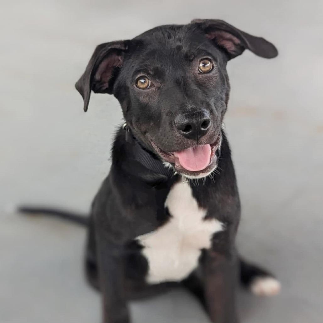 Dopey, Baby Male Pit Bull Terrier