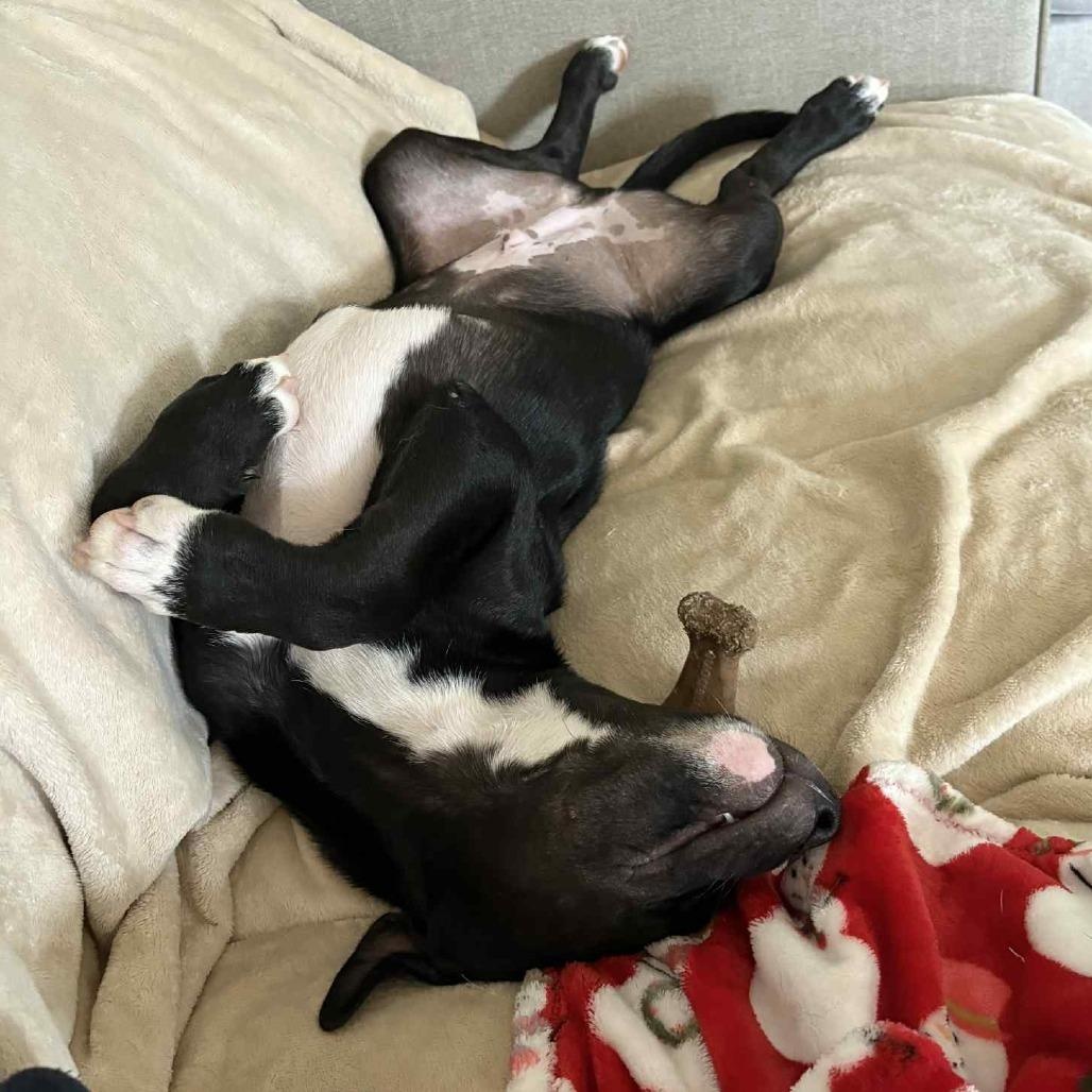 Enlarge Dopey, a Adoptable mixed breed in Helena, AL image 4/6