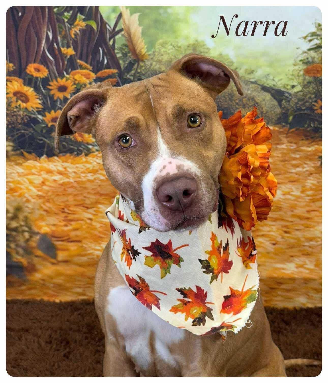 Narra, adoptable, Adult Female Mixed Breed.