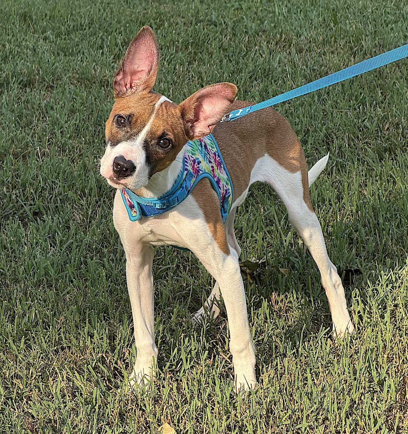 Millie Rose, an adopted mixed breed in Bedford, VA image 3/6