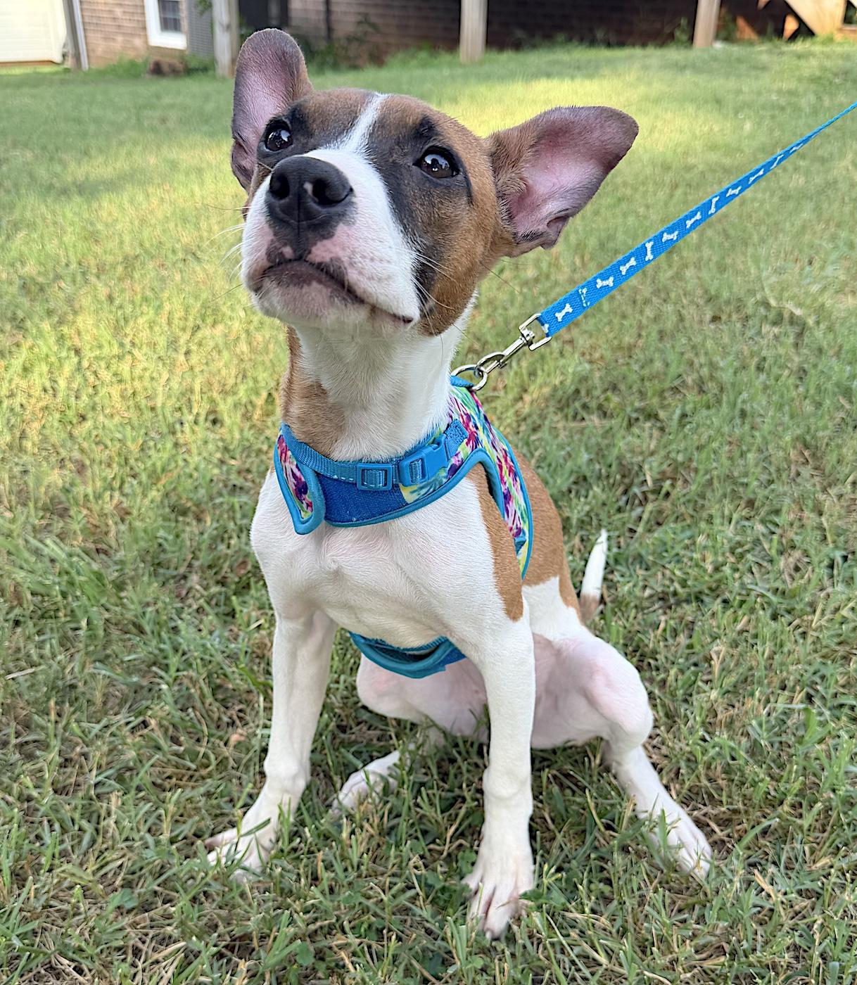 Millie Rose, an adopted mixed breed in Bedford, VA image 6/6
