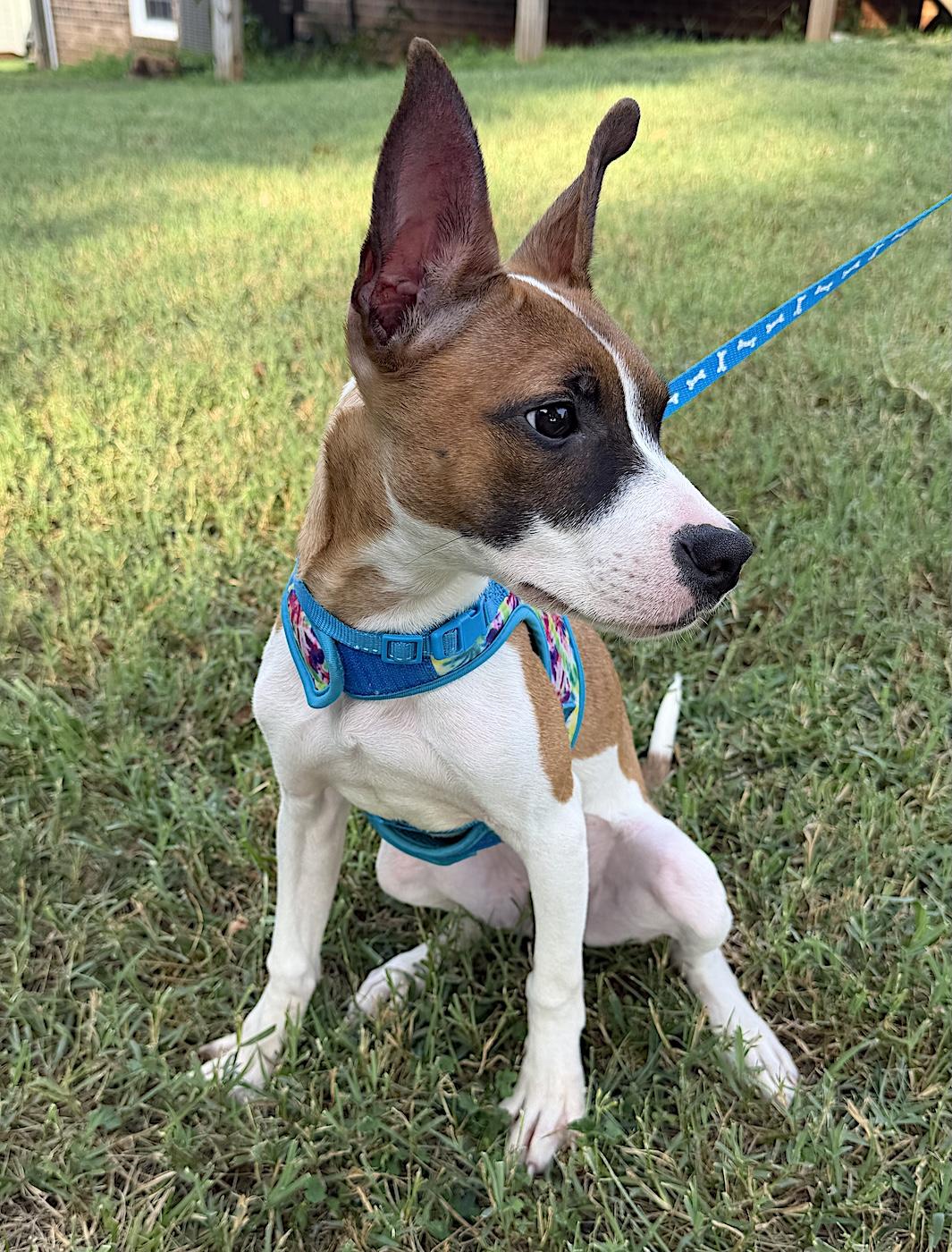 Millie Rose, an adopted mixed breed in Bedford, VA image 4/6