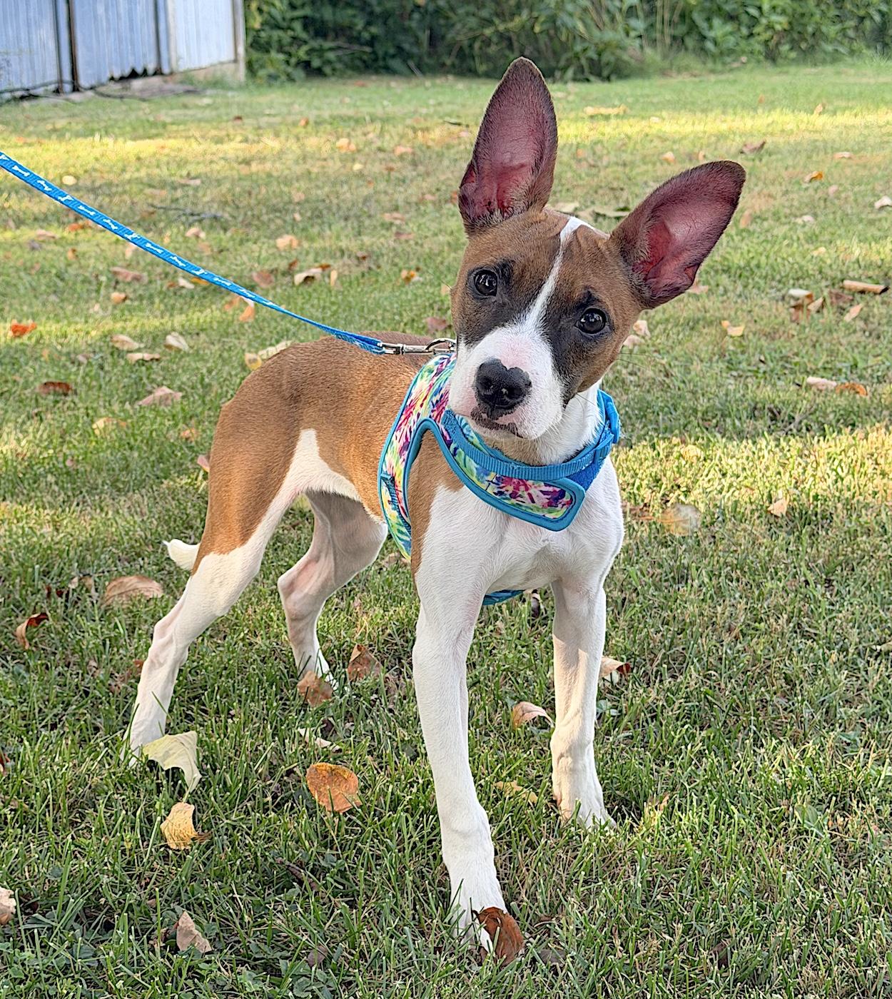 Millie Rose, an adopted mixed breed in Bedford, VA image 5/6