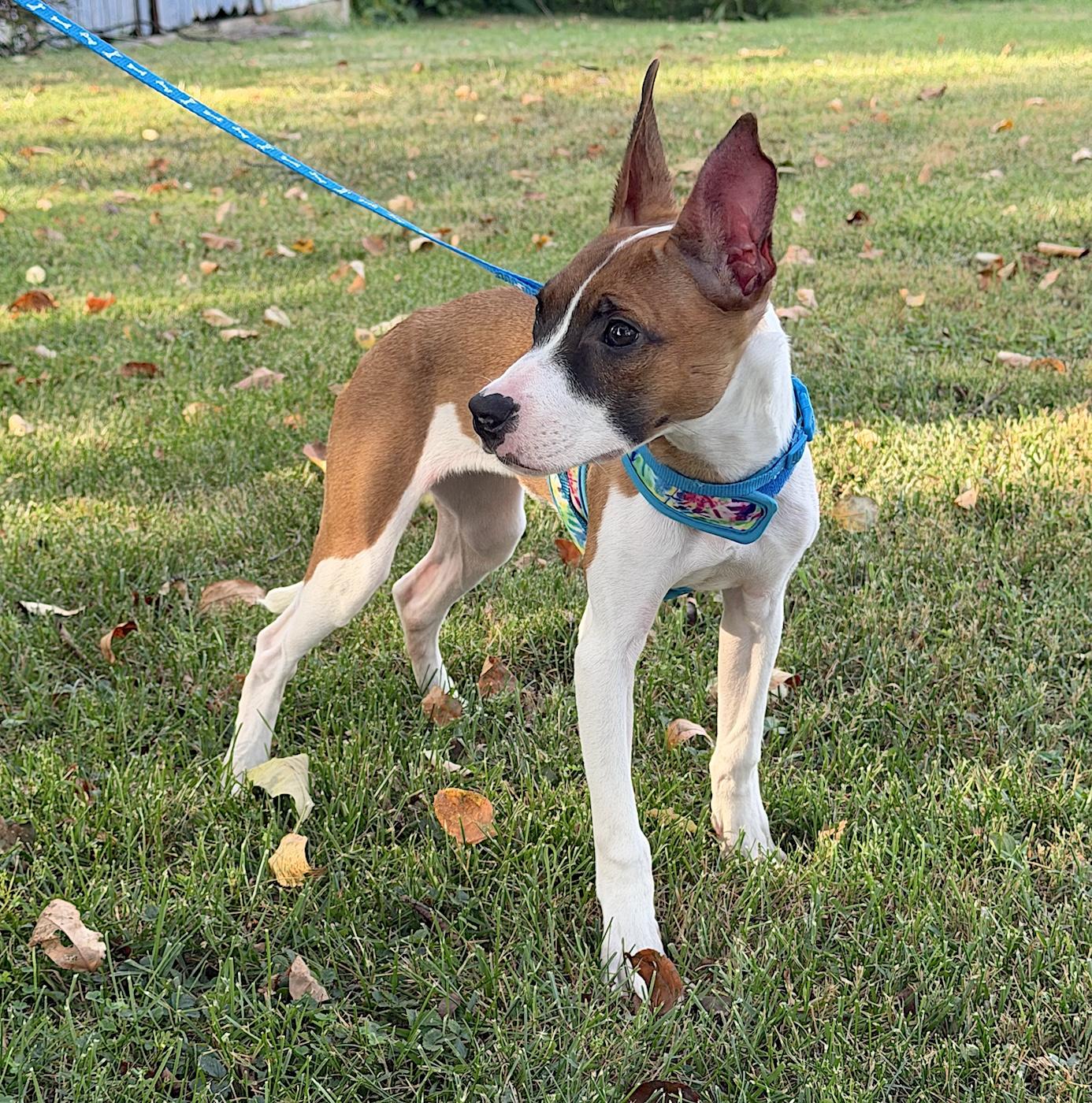 Millie Rose, an adopted mixed breed in Bedford, VA image 2/6