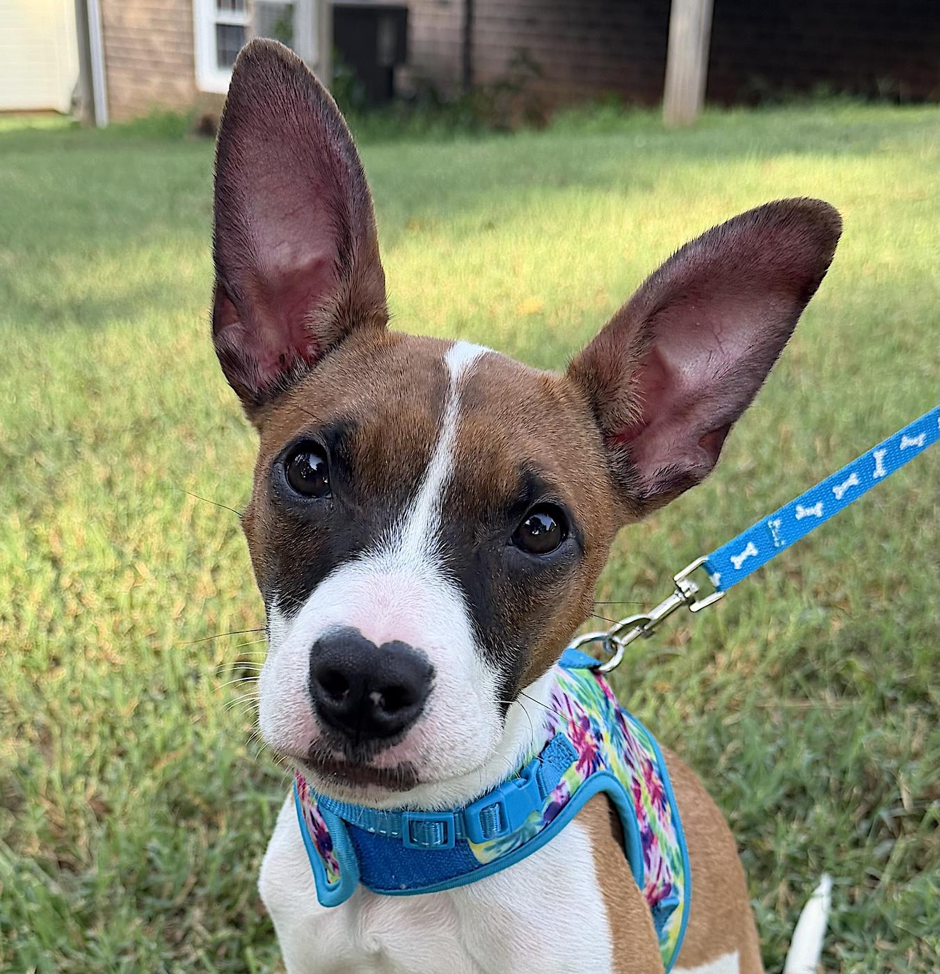 Millie Rose, adopted, Young Female Chihuahua & Terrier.