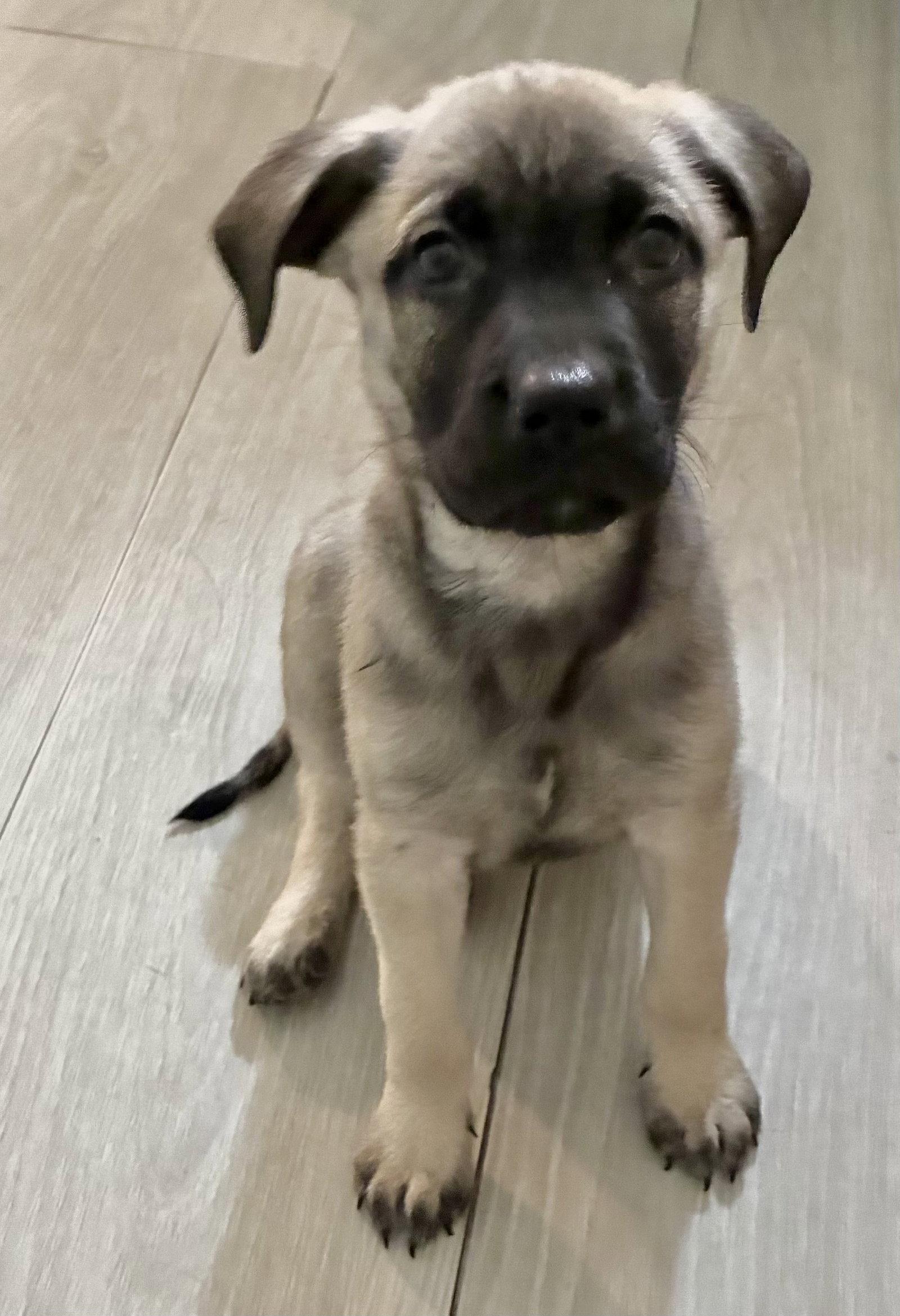 Olive, Adoptable, Puppy Female Black Mouth Cur & Labrador Retriever.