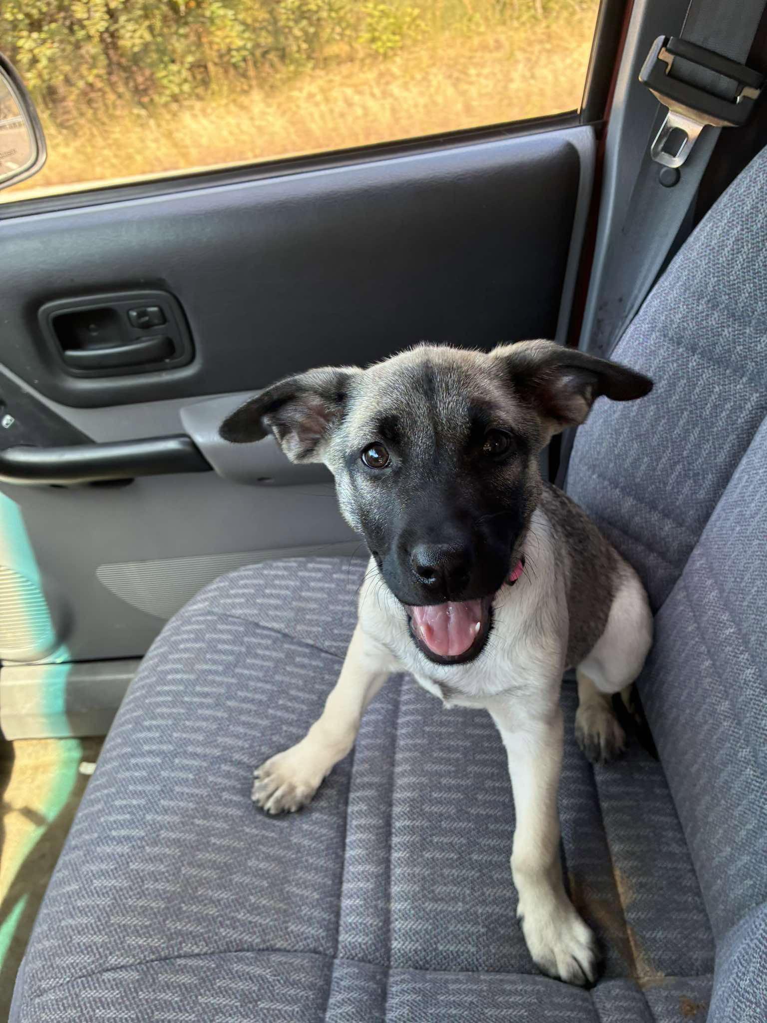 Enlarge Olive, a Adoptable mixed breed in Barnhart, MO image 3/3