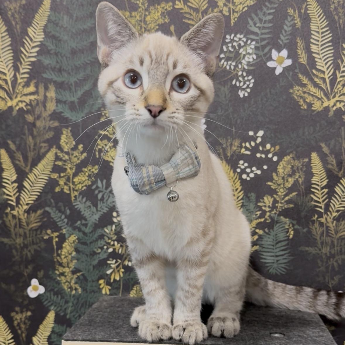 Horchata, a Adoptable Domestic Short Hair in Midvale, UT image 5/5