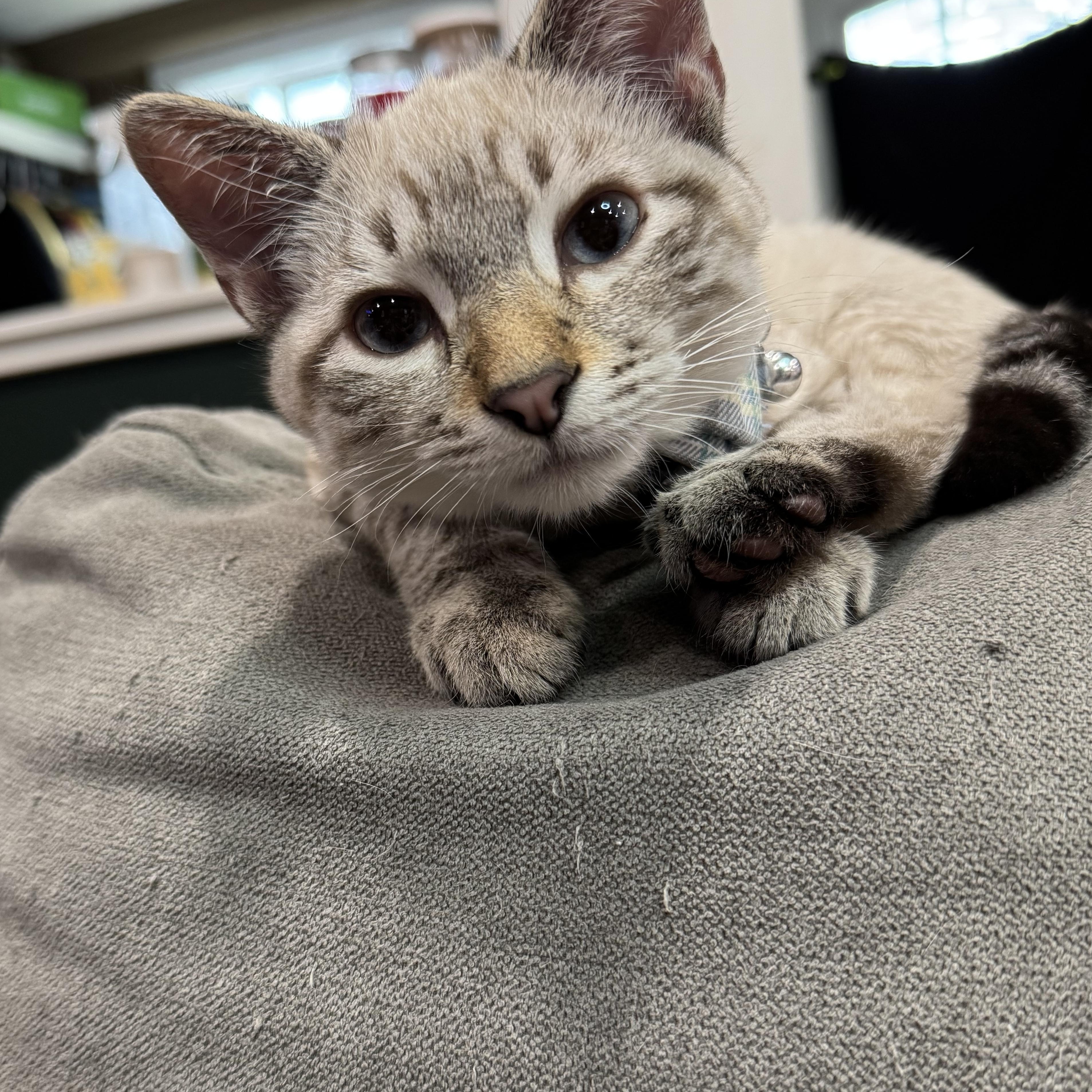 Horchata, a Adoptable Domestic Short Hair in Midvale, UT image 2/5