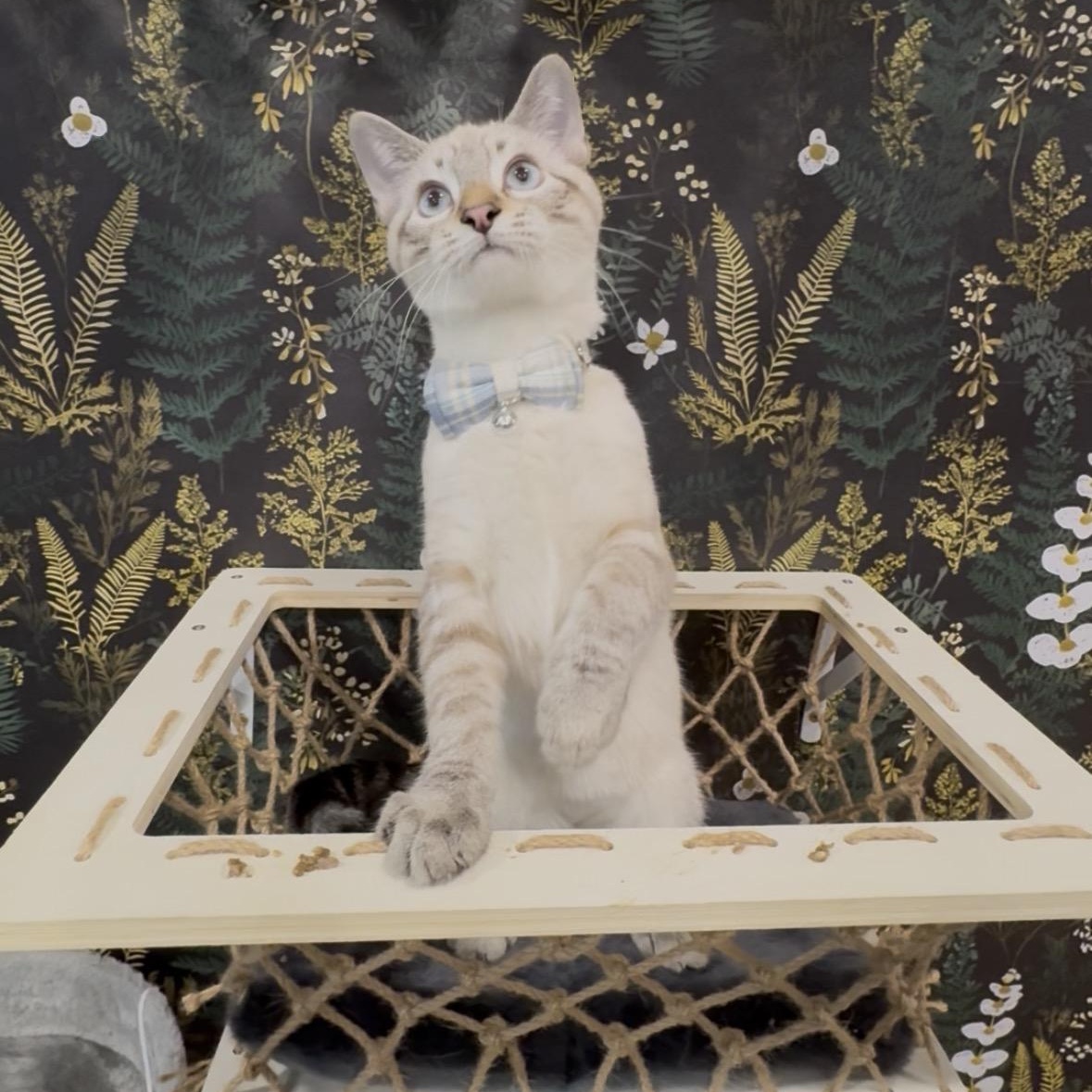 Horchata, a Adoptable Domestic Short Hair in Midvale, UT image 1/5