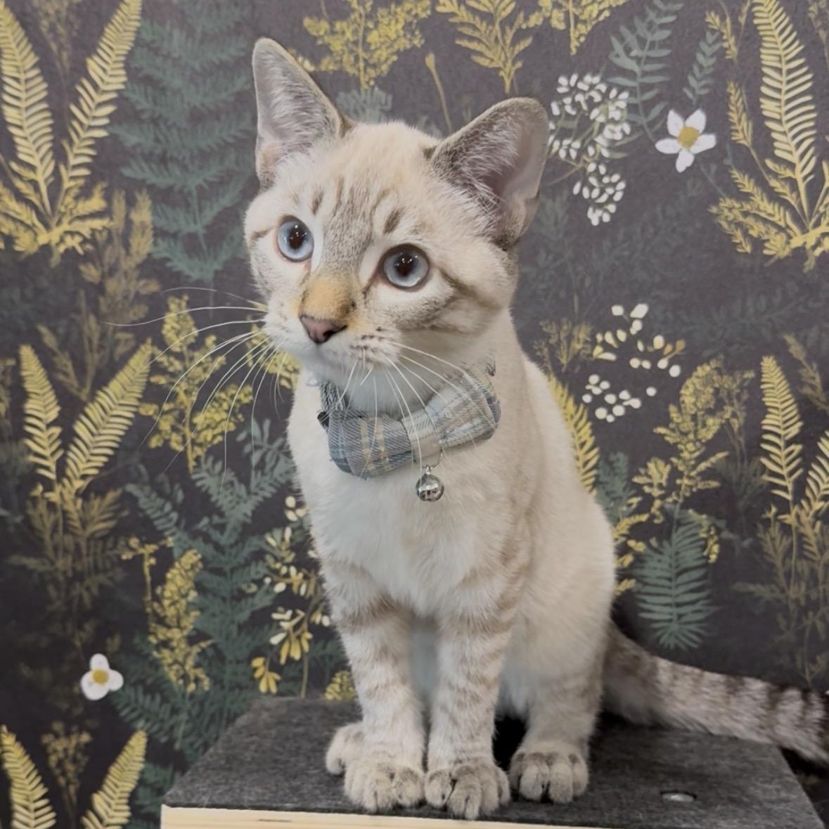 Horchata, a Adoptable Domestic Short Hair in Midvale, UT image 4/5