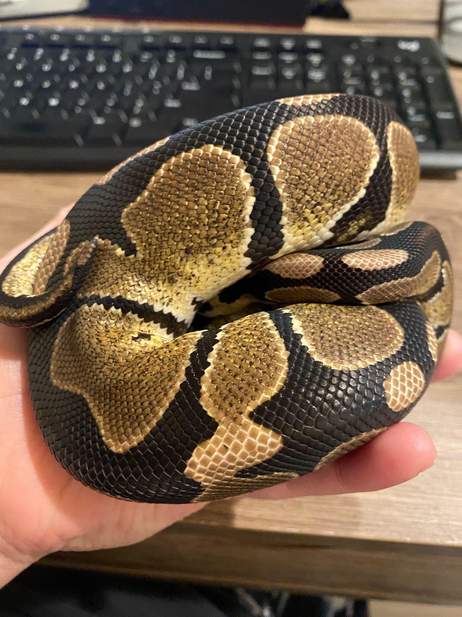 Enlarge Clover #10432, a Adoptable Ball Python in Vista, CA image 2/6