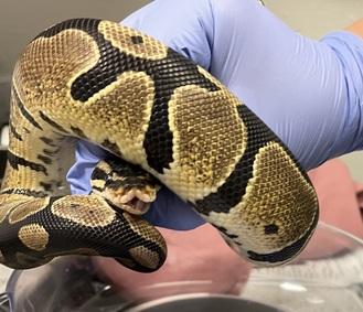 Enlarge Clover #10432, a Adoptable Ball Python in Vista, CA image 3/6