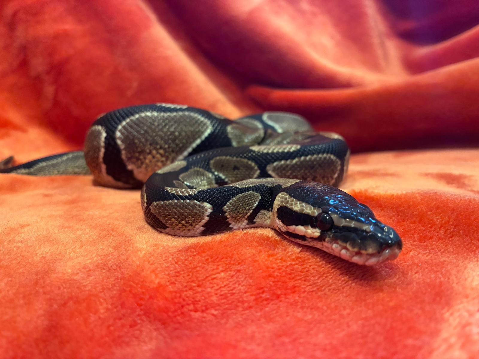 Clover #10432, Adoptable, Young Unknown Ball Python.