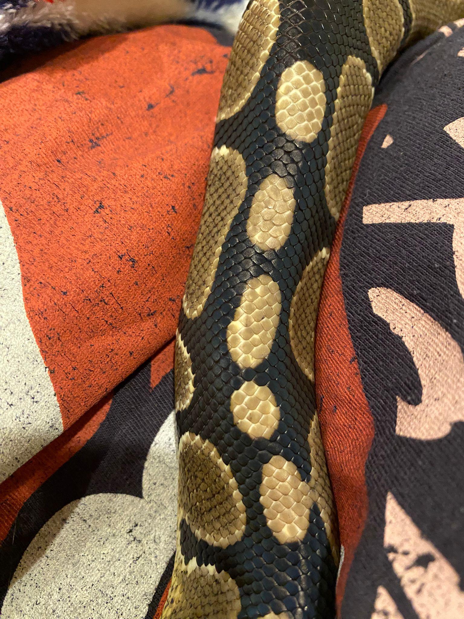 Enlarge Clover #10432, a Adoptable Ball Python in Vista, CA image 4/6