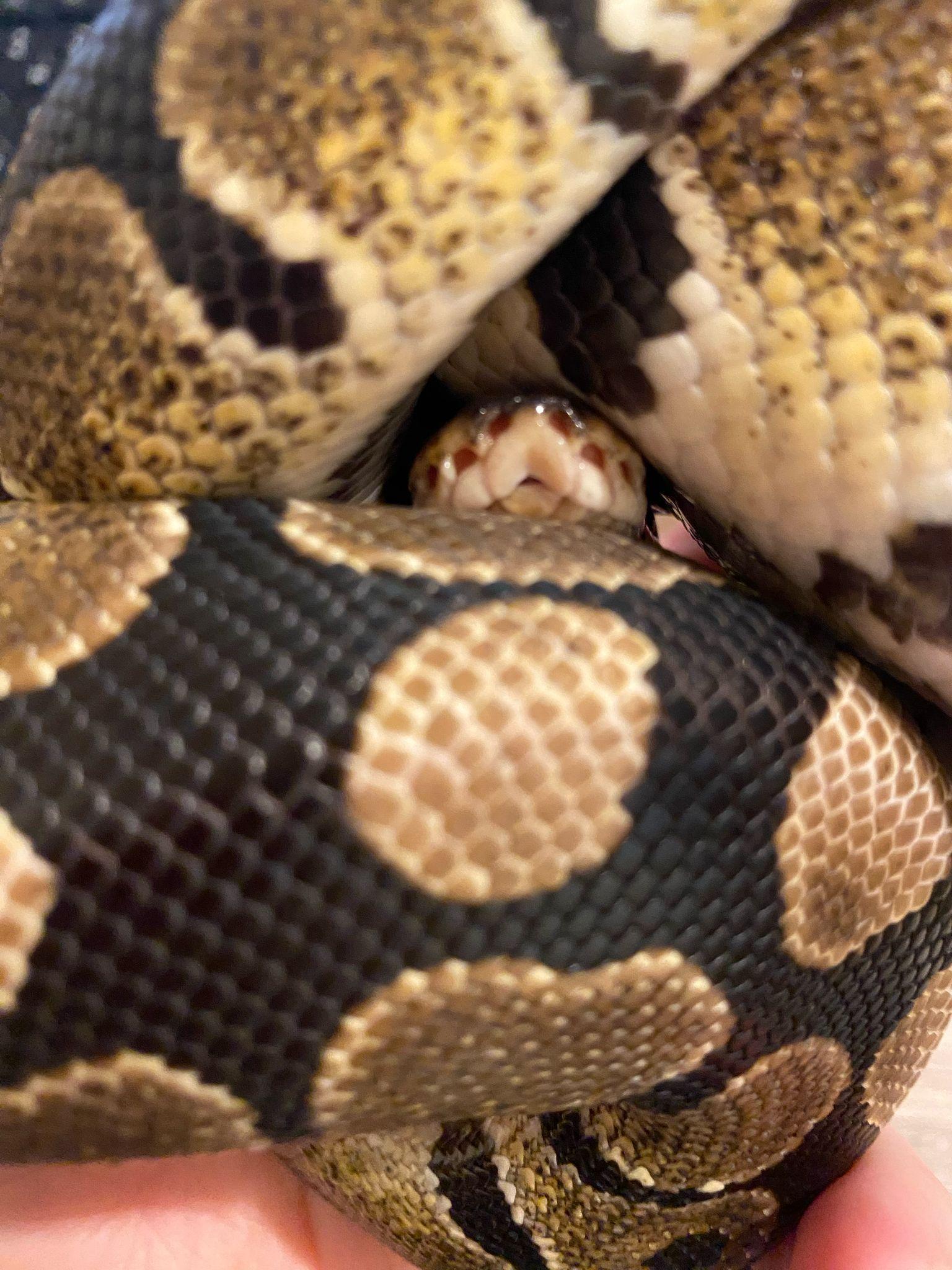 Enlarge Clover #10432, a Adoptable Ball Python in Vista, CA image 1/6