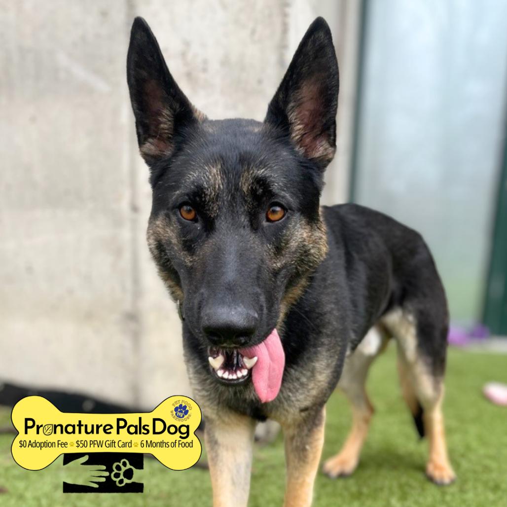 Beowulf, Adoptable, Adult Male German Shepherd Dog.