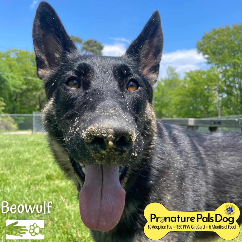 Enlarge Beowulf, a Adoptable German Shepherd Dog in South Burlington, VT image 2/6