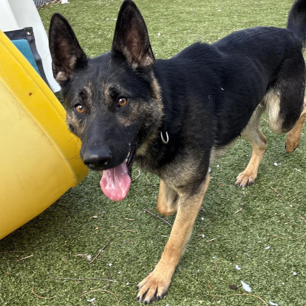 Beowulf, Adoptable, Adult Male German Shepherd Dog.