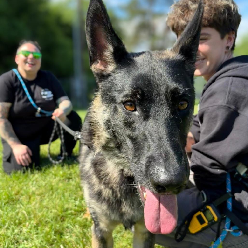 Enlarge Beowulf, a Adoptable German Shepherd Dog in South Burlington, VT image 1/6