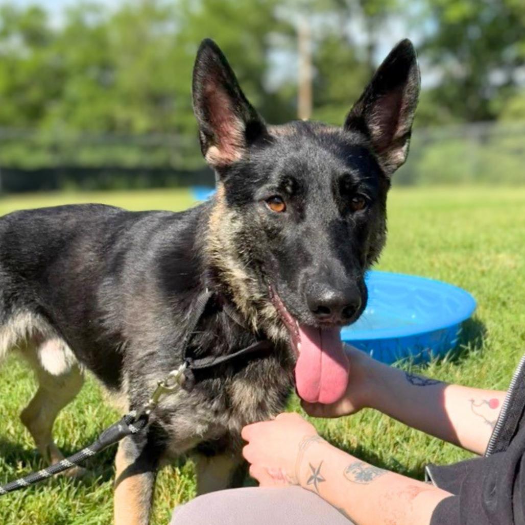 Enlarge Beowulf, a Adoptable German Shepherd Dog in South Burlington, VT image 2/6