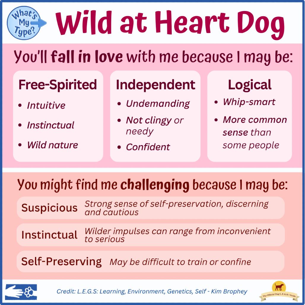 Beowulf, Adoptable, Adult Male German Shepherd Dog.