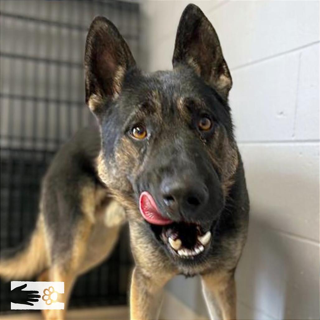 Enlarge Beowulf, a Adoptable German Shepherd Dog in South Burlington, VT image 2/6