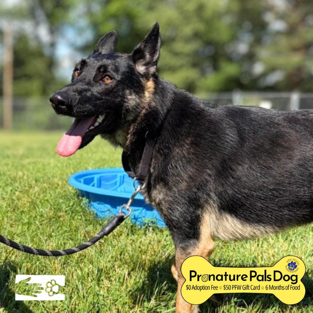 Enlarge Beowulf, a Adoptable German Shepherd Dog in South Burlington, VT image 4/6