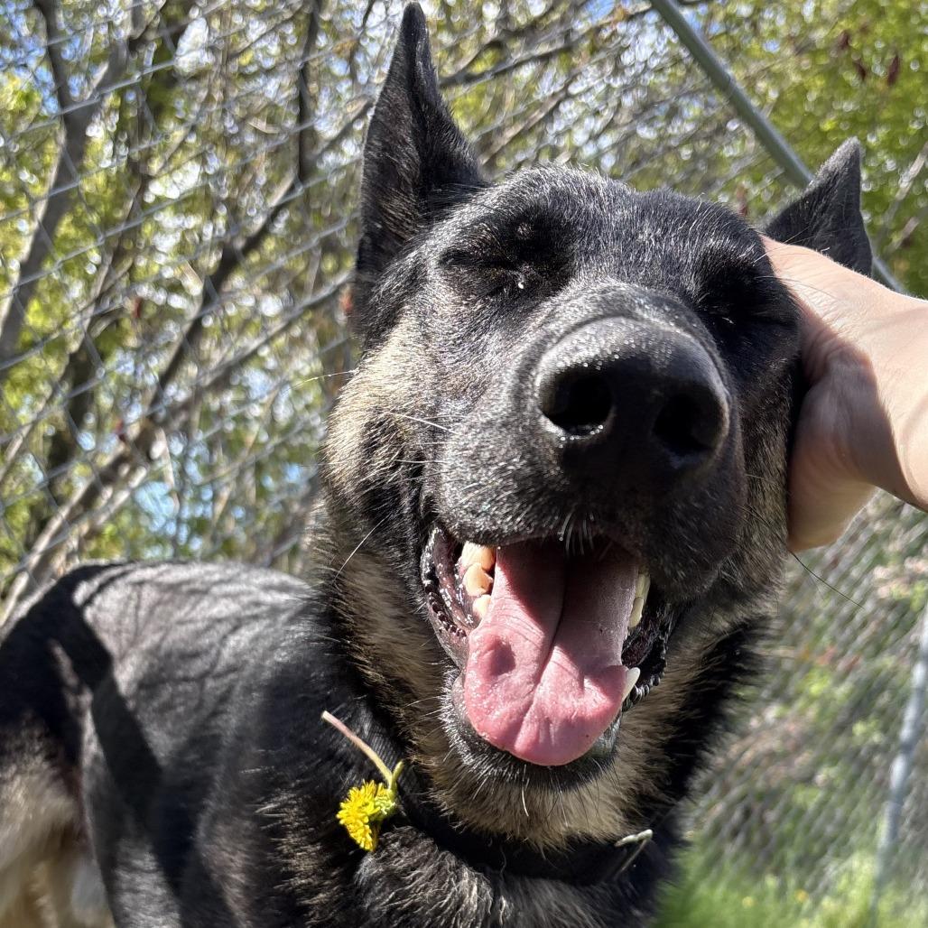 Enlarge Beowulf, a Adoptable German Shepherd Dog in South Burlington, VT image 5/6