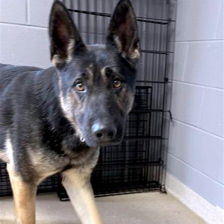 Enlarge Beowulf, a Adoptable German Shepherd Dog in South Burlington, VT image 3/6