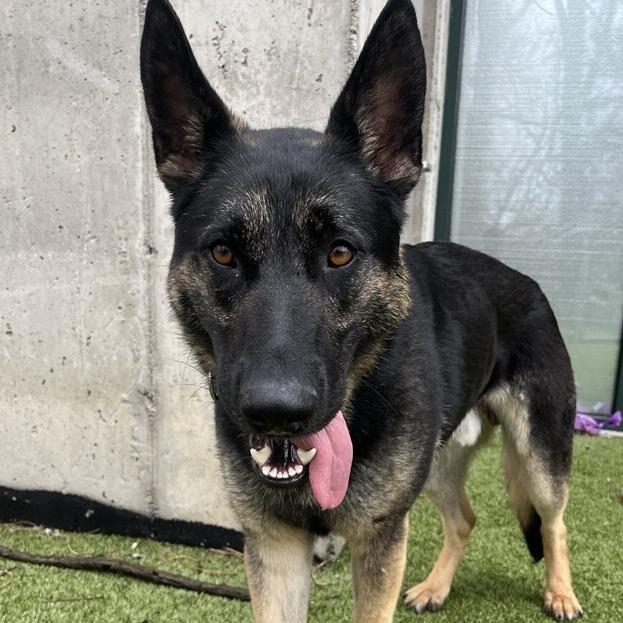 Enlarge Beowulf, a Adoptable German Shepherd Dog in South Burlington, VT image 3/6