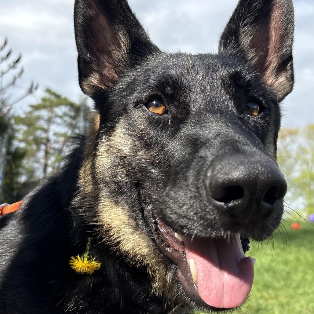 Enlarge Beowulf, a Adoptable German Shepherd Dog in South Burlington, VT image 6/6
