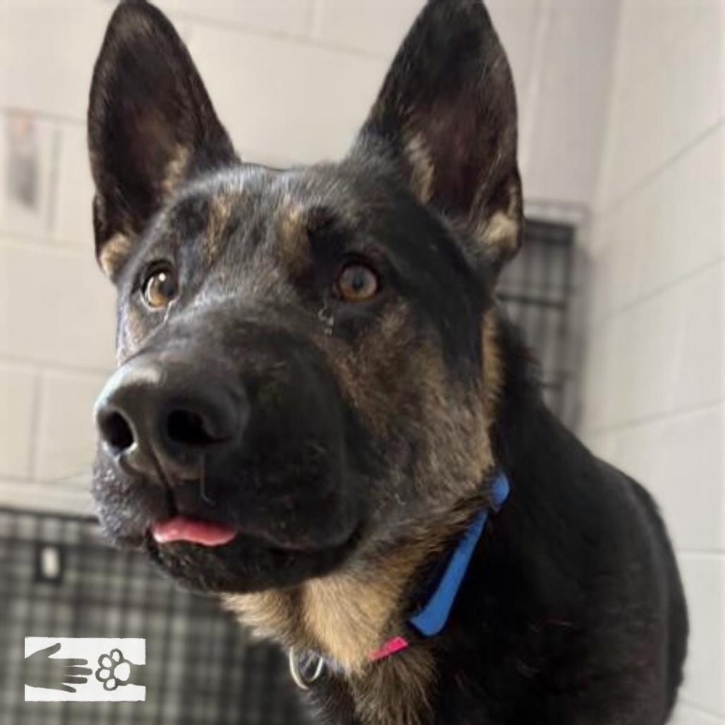 Enlarge Beowulf, a Adoptable German Shepherd Dog in South Burlington, VT image 5/6