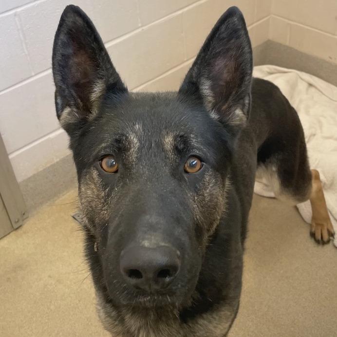 Enlarge Beowulf, a Adoptable German Shepherd Dog in South Burlington, VT image 6/6