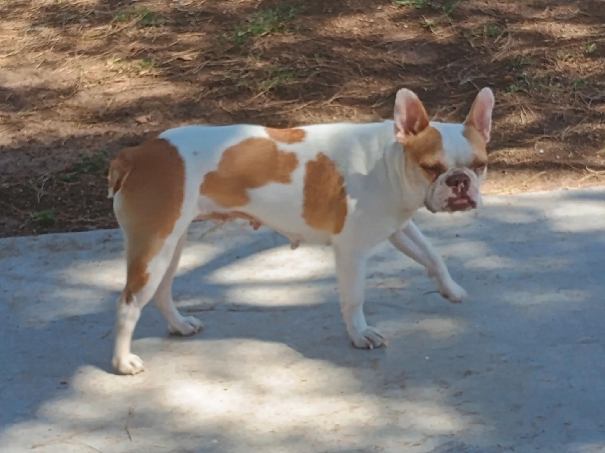 Enlarge Bunny - Phoenix area, a ADOPTABLE mixed breed in Mayer, AZ image 4/6