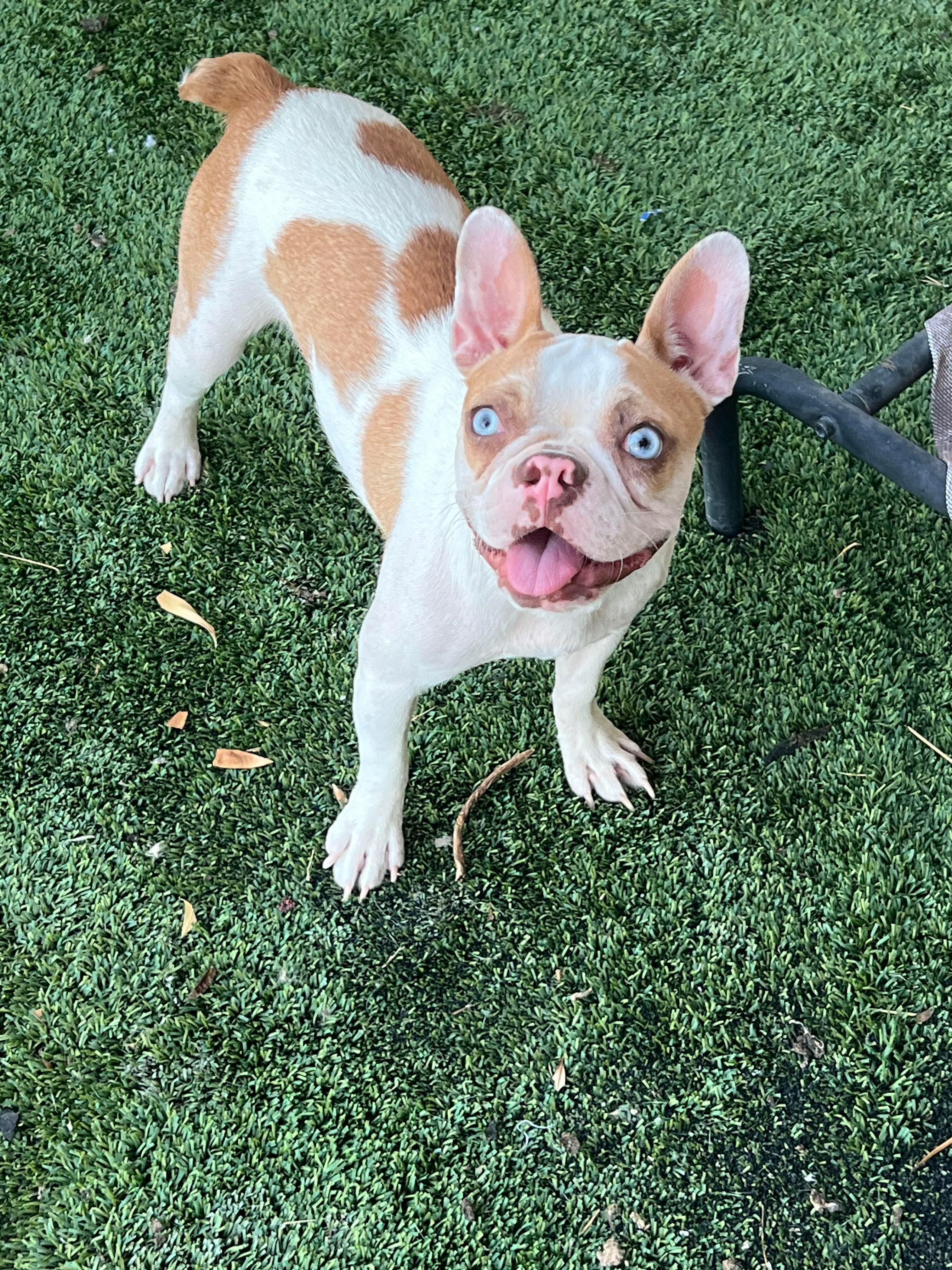 Bunny - Phoenix area, ADOPTABLE, Adult Female Boston Terrier & French Bulldog.