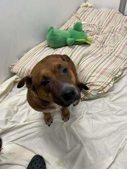 Pickles, Adoptable, Adult Female Pit Bull Terrier.