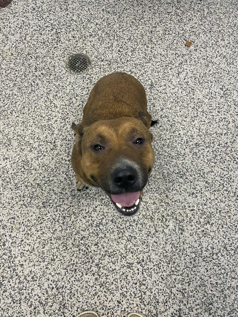 Enlarge Pickles, a Adoptable Pit Bull Terrier in Kendallville, IN image 2/3