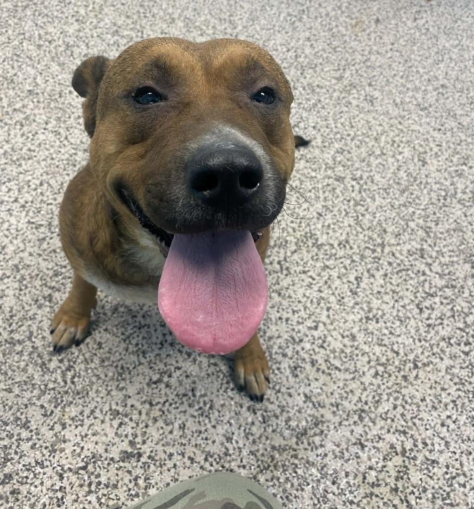 Enlarge Pickles, a Adoptable Pit Bull Terrier in Kendallville, IN image 3/3