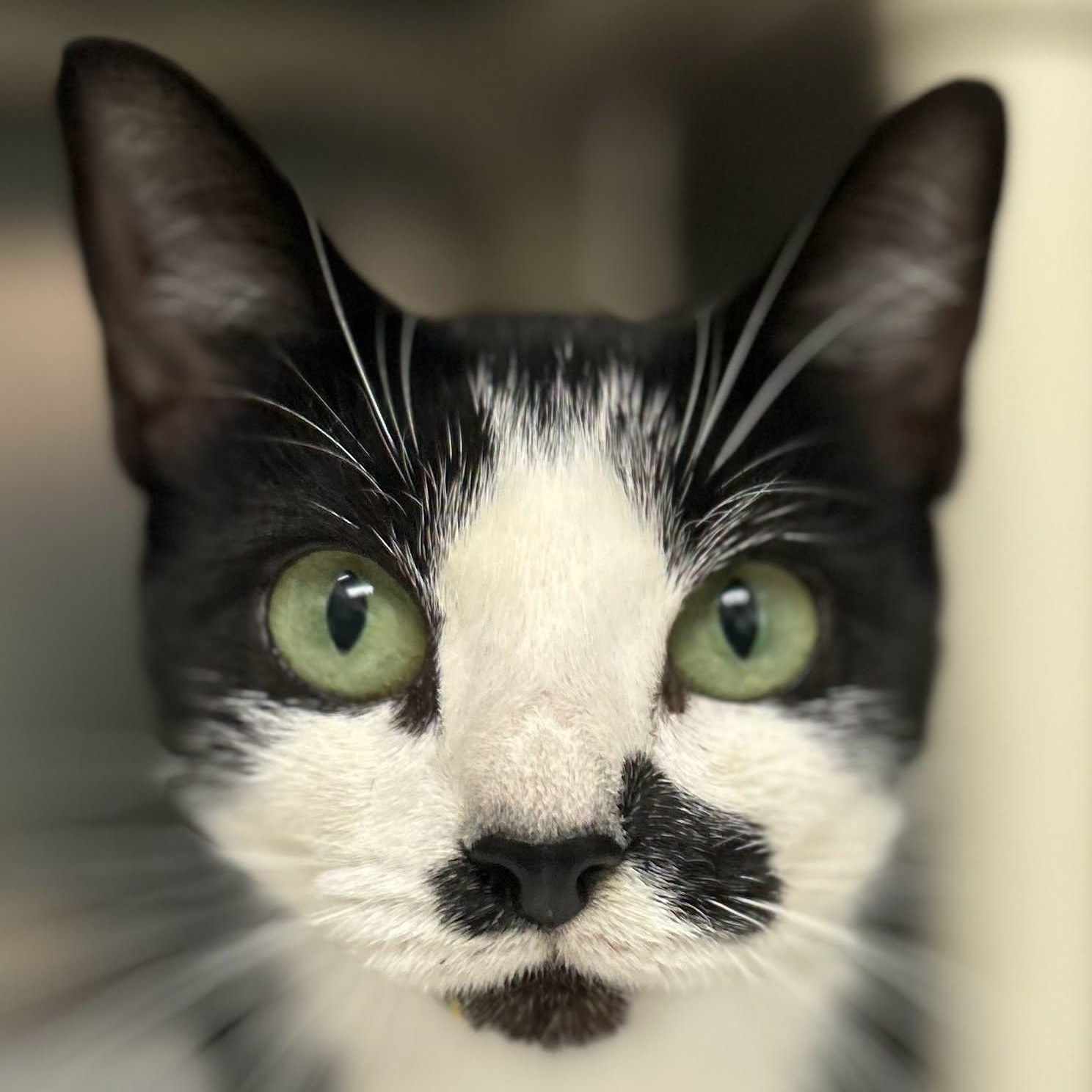 Cindy Crawford, Adoptable, Adult Female Domestic Short Hair.