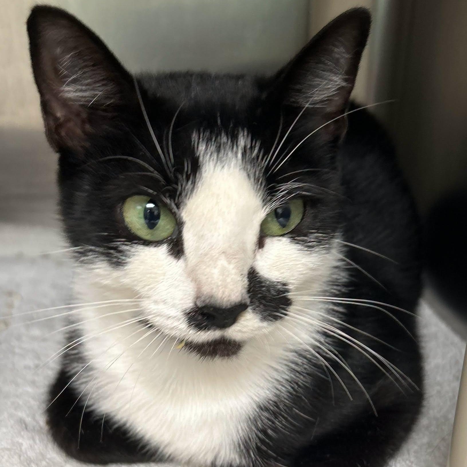 Enlarge Cindy Crawford, a Adoptable Domestic Short Hair in St. Augustine, FL image 2/2